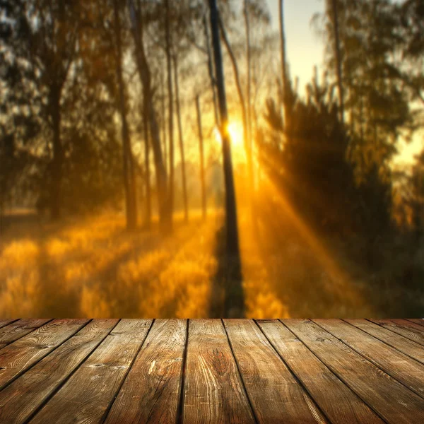 Empty table in the forest — Stock Photo, Image