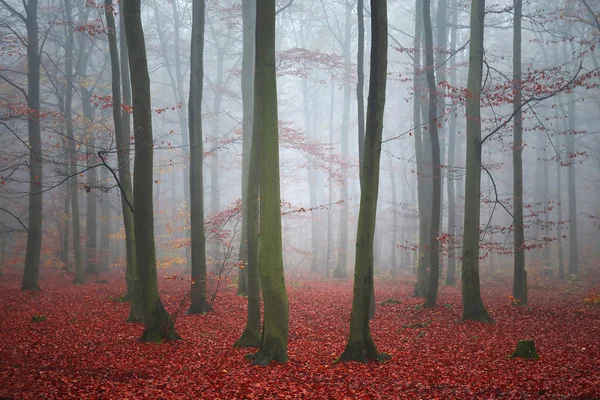 Foggy dag i skogen — Stockfoto