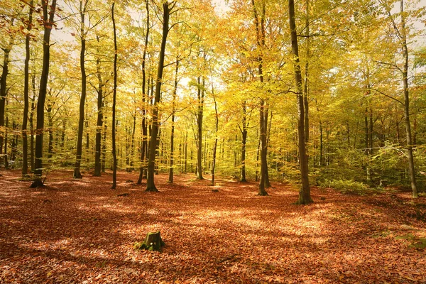 Autumn day in the forest — Stock Photo, Image