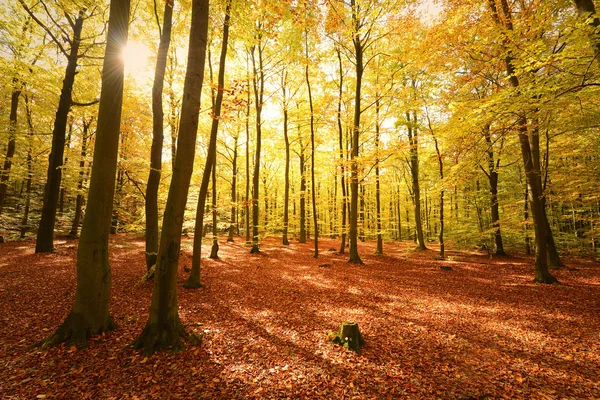 Dia de outono na floresta — Fotografia de Stock