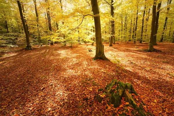 Jour d'automne dans la forêt — Photo