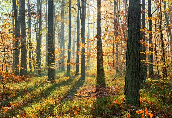 Dia de outono na floresta — Fotografia de Stock