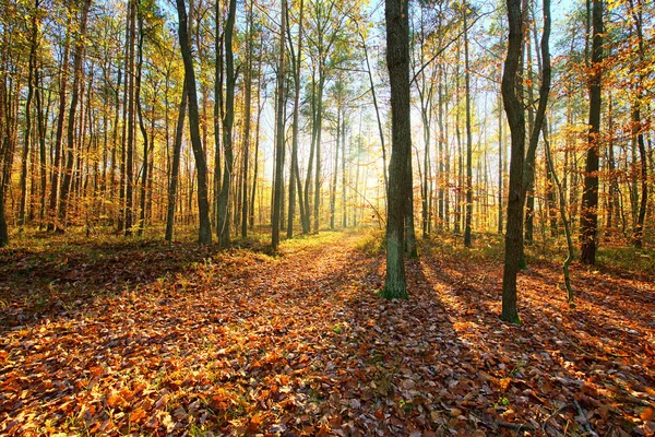 Autumn day in the forest — Stock Photo, Image
