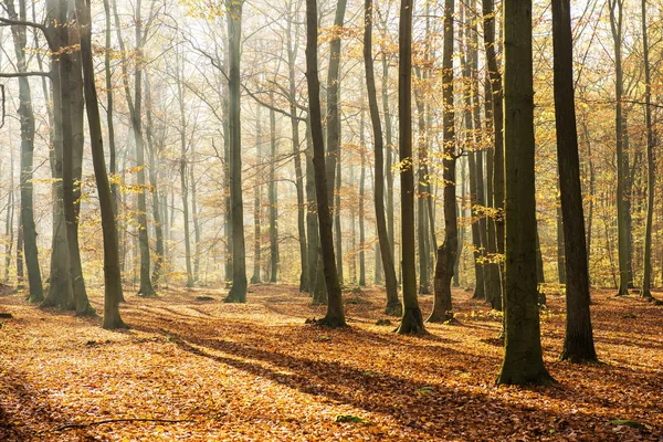 Jour d'automne dans la forêt — Photo