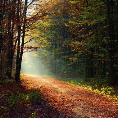 Ormanda sonbahar sabahı