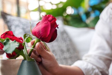  Yeşil vazoda kırmızı gülleri düzenleyen bir kadın eli.