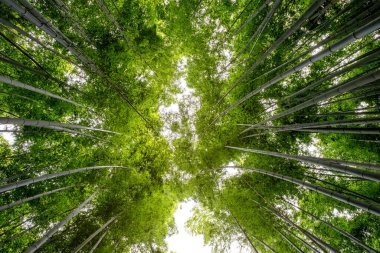Japonya, Arashiyama 'daki bambu ormanının alçak açılı görüntüsü