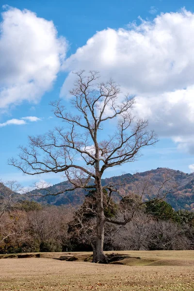 青空を背景に一本の死んだ幹の風景画像 — ストック写真