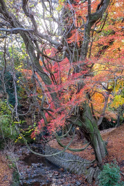 秋の紅葉と紅葉の風景 — ストック写真