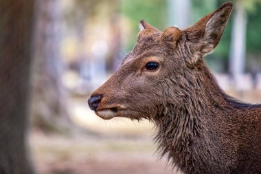 Parktaki vahşi bir geyiğin yakın plan görüntüsü.