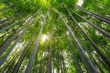 Japonya, Arashiyama 'daki bambu ormanının alçak açılı görüntüsü