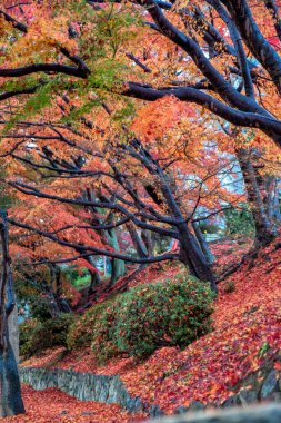 Sonbaharda kırmızı ve sarı renkli ağaç yapraklarının manzara resmi