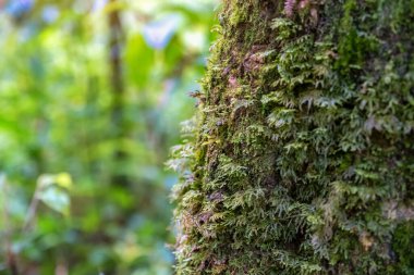 Yağmur ormanlarındaki ağaçta yetişen yosun görüntüsü.