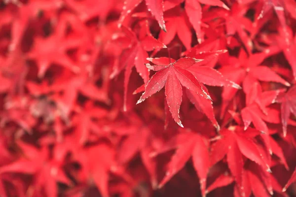 Крупный План Красных Листьев Клена Осенью — стоковое фото
