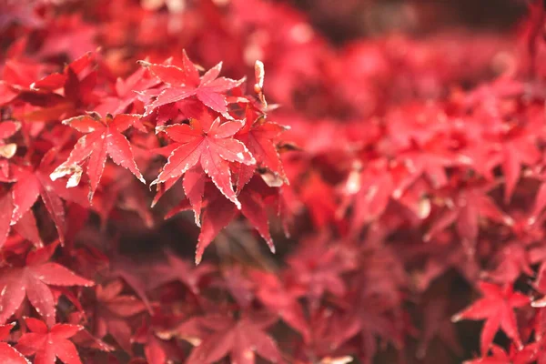 紅葉のライトアップ秋の紅葉 — ストック写真