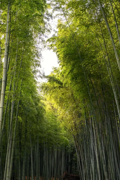 Imagen Ángulo Bajo Del Bosque Bambú Arashiyama Japón —  Fotos de Stock