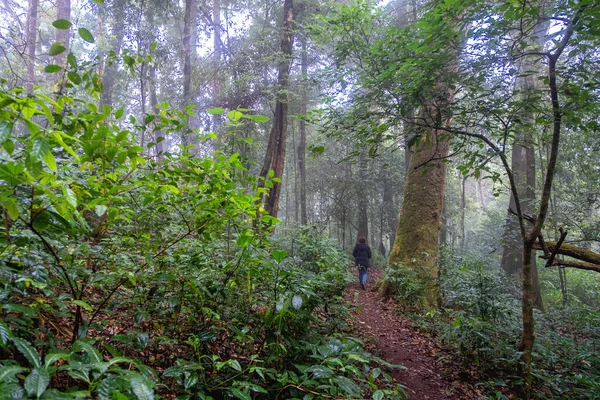 Uma Mulher Caminhando Selva Floresta Tropical — Fotografia de Stock