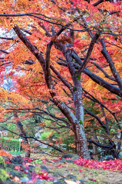Sonbaharda Kırmızı Sarı Renkli Ağaç Yapraklarının Manzara Resmi — Stok fotoğraf