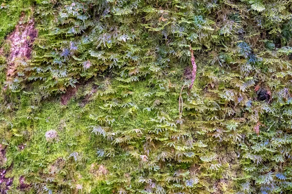 Närbild Bild Mossa Växer Trädet Regnskogen — Stockfoto