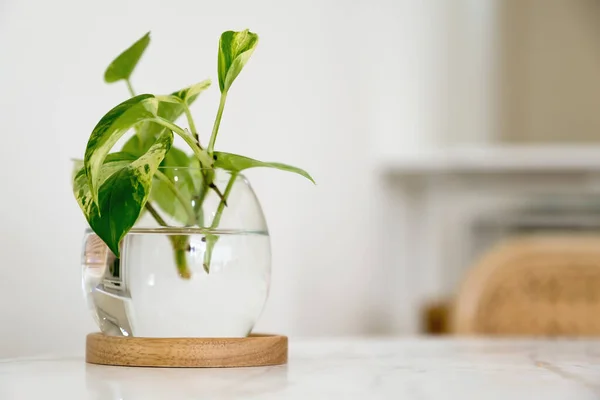 Une Plante Aquatique Verte Dans Bocal Verre Sur Table Manger — Photo