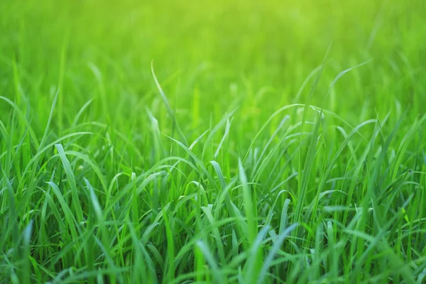 Крупним Планом Зображення Рисового Поля Зеленому Сезоні — стокове фото