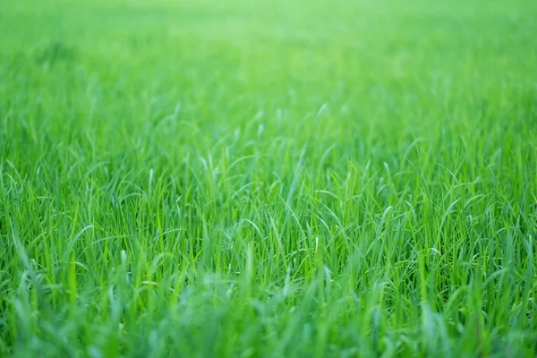 Imagem Perto Campo Arroz Estação Verde — Fotografia de Stock