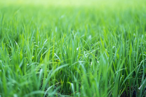 Zavřít Obrázek Rýžového Pole Zelené Sezóně — Stock fotografie