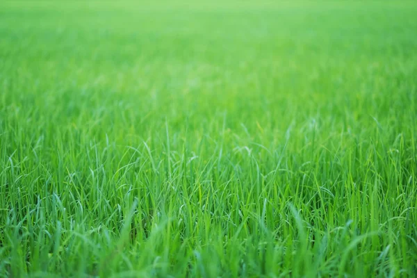 Zavřít Obrázek Rýžového Pole Zelené Sezóně — Stock fotografie