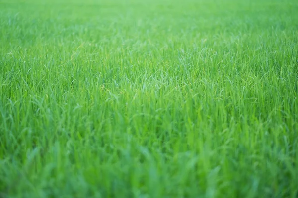 Imagem Perto Campo Arroz Estação Verde — Fotografia de Stock