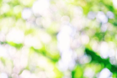 Doğanın soyut yeşil bokehi, bulanık arkaplan