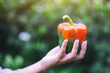 Elinde taze dolma biber tutan bir kadın.