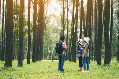 Bir grup gezgin yürür ve güzel bir çam ormanına bakar.