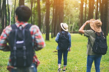 Bir grup gezgin yürür ve güzel bir çam ormanına bakar.