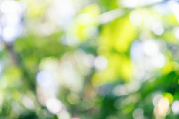 Абстрактний Зелений Боке Природи Розмитий Фон — стокове фото