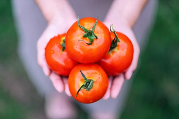 Gambar Top Dari Seorang Wanita Memegang Tomat Segar Tangan — Stok Foto