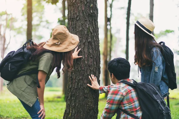 Grupo Viajeros Haciendo Senderismo Explorando Hermoso Pino Bosque — Foto de Stock