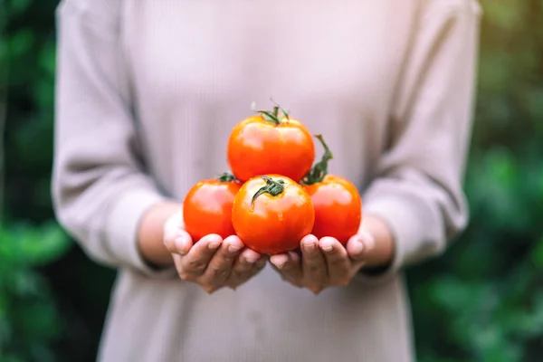 Seorang Wanita Memegang Tomat Segar Tangan — Stok Foto