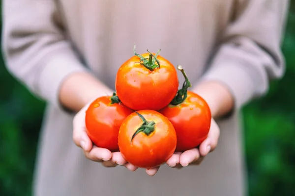 Seorang Wanita Memegang Tomat Segar Tangan — Stok Foto