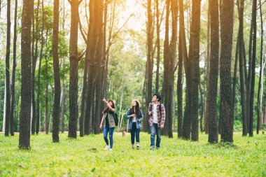 Bir grup gezgin yürür ve güzel bir çam ormanına bakar.