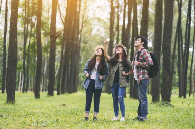 Bir grup gezgin yürür ve güzel bir çam ormanına bakar.
