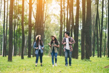 Bir grup gezgin yürür ve güzel bir çam ormanına bakar.