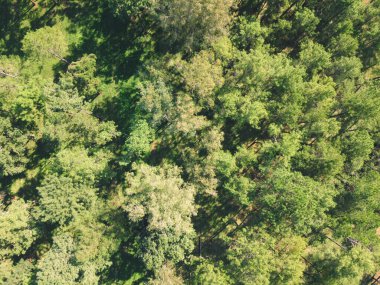 İnsansız hava aracı ile ormandaki çam ağaçlarının havadan görünüşü