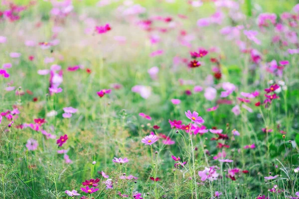 Барвисті Квіти Космосу Цвітуть Саду — стокове фото