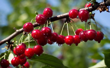 Ağaçtaki olgunlaşmış kirazlara yakın çekim. NATURAL 