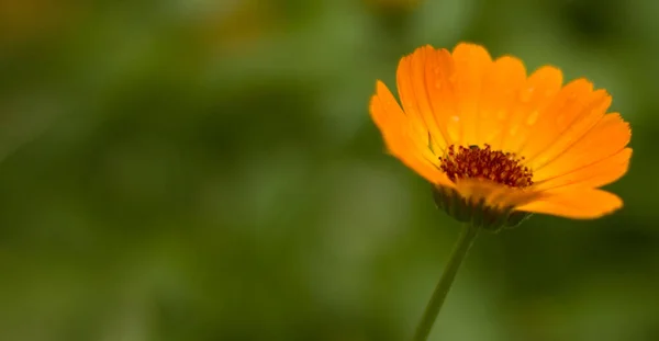 オレンジの花と緑の葉でぼんやりとした背景画像 — ストック写真