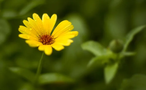 背景のためのブラリー花 黄色の花のボケ — ストック写真