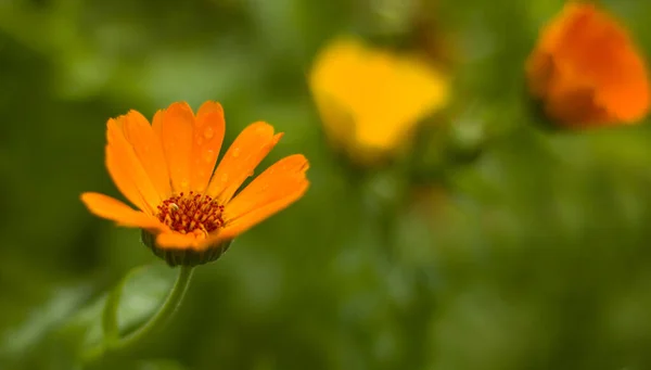 背景はオレンジ色の花ボケ 背景のためのブリリーの花 — ストック写真