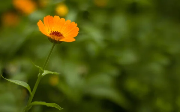 オレンジの花と緑の葉でぼんやりとした背景画像 — ストック写真