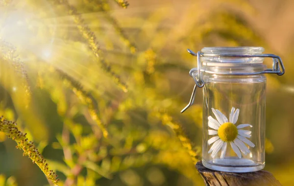 Camomille Essentielle Bouteille Verre Avec Des Fleurs Camomille Fraîche Huile — Photo