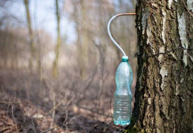 Huş ağacından meyve suyu çıkarıyor, plastik şişe..